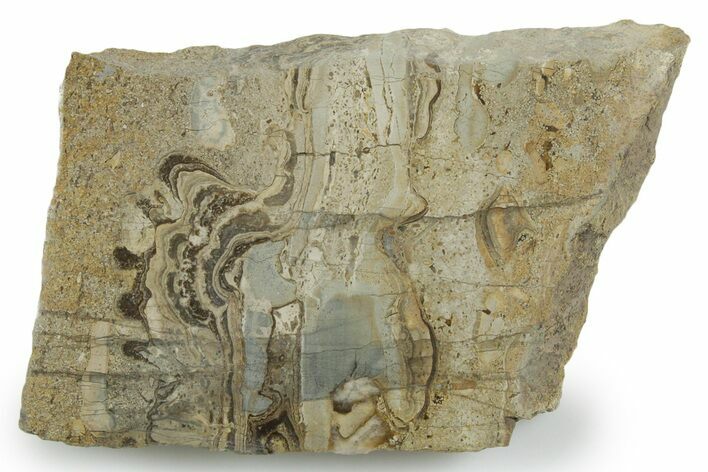 Upper Carboniferous Stromatolite Slab - Fife, Scotland #353853